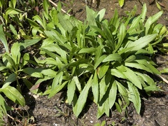 Physostegia leptophylla