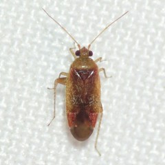 Parthenicus covilleae