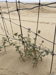 Monardella undulata