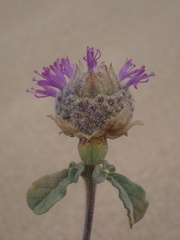 Monardella undulata
