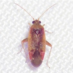 Parthenicus covilleae