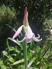 Crinum moorei