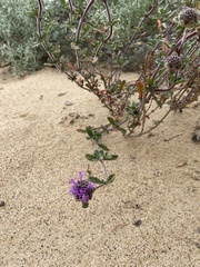 Monardella undulata
