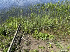 Physostegia leptophylla