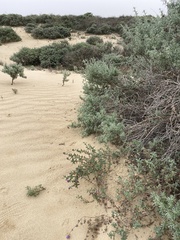Monardella undulata