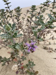 Monardella undulata