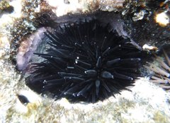 Echinometra oblonga