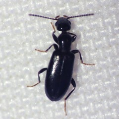 Vacusus confinis