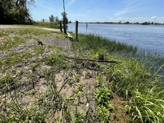 Physostegia leptophylla