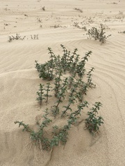 Monardella undulata