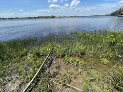 Physostegia leptophylla