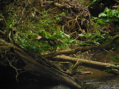 Cebus capucinus