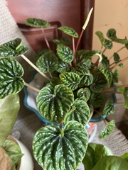 Peperomia caperata