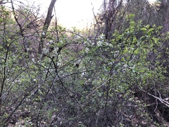 Prunus subcordata