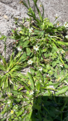 Sisyrinchium rosulatum