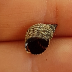 Echinolittorina aspera