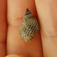 Echinolittorina aspera