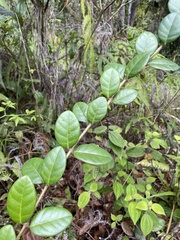 Schlegelia brachyantha