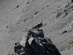 Anthus novaeseelandiae