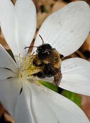 Andrena carlini