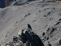 Anthus novaeseelandiae