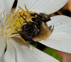 Andrena carlini