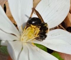Andrena carlini