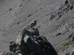 Anthus novaeseelandiae