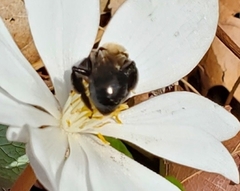 Andrena carlini