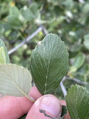 Cercocarpus betuloides blancheae