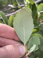 Cercocarpus betuloides blancheae