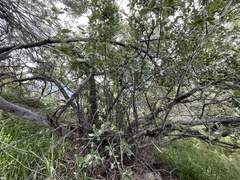Cercocarpus betuloides blancheae