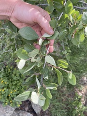 Cercocarpus betuloides blancheae