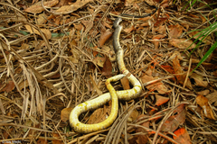 Palusophis bifossatus