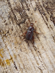 Faula centralis