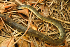 Palusophis bifossatus