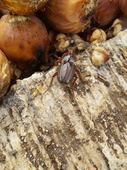 Faula centralis
