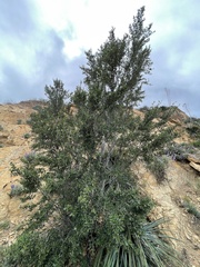 Cercocarpus betuloides blancheae