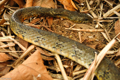 Palusophis bifossatus