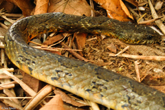 Palusophis bifossatus