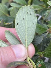 Cercocarpus betuloides blancheae