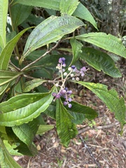 Miconia prasina