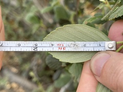 Cercocarpus betuloides blancheae