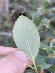 Cercocarpus betuloides blancheae