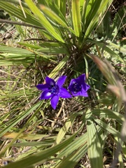 Brodiaea terrestris