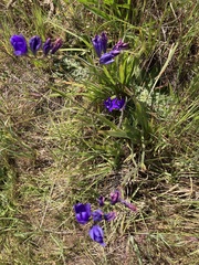 Brodiaea terrestris