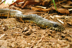 Palusophis bifossatus