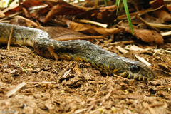 Palusophis bifossatus