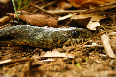 Palusophis bifossatus