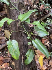 Philodendron consanguineum